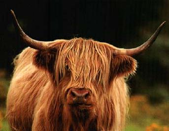 Now an icon of Scottish wildlife, the highland cow is the only one in Britain allowed to have long horns